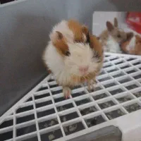 خوکچه هندی تریکالر