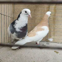 کفتر انباری