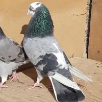 کبوترای پرشی قیمت تومتن نوشتم بخانید|پرنده|هشتگرد, شهرک اداری|دیوار