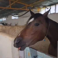 اسب آیین هوا