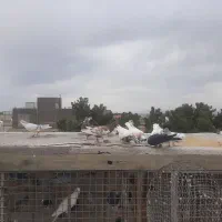 کفتر