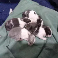 بچه خرگوش دونه ۴۰۰۰۰۰۰|موش و خرگوش|تهران, دولتخواه جنوبی|دیوار