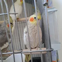 عروس ماده هلندی آهویی