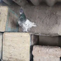 کفتر|پرنده|شیراز, شیشهگری|دیوار