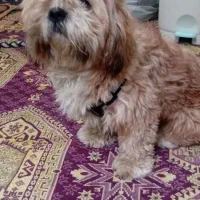 فروش سگ نژاد سوپر فلت