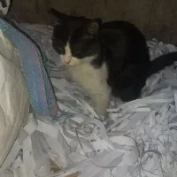 گربه خانگی|گربه|اصفهان, حصه جنوبی|دیوار