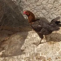 مرغ لاری جوان معاوضه با بوقلمون