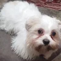 سگ ناز و تو دل برو