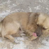 سگ پاکوتاه|سگ|تربت جام, المهدی|دیوار