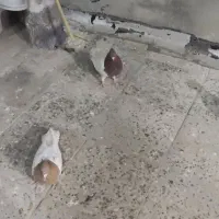 کبوتر|حیوانات|بروجرد, |دیوار