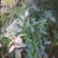 بذر یونجه رنجر امریکایی