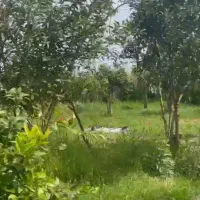 فروش باغ کیوی همراه یک باب ویلایی