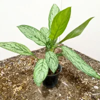 گل های آپارتمانی|گل و گیاه طبیعی|شاهین‌شهر, عطار|دیوار