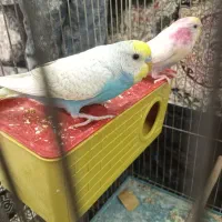 مرغ عشق رنگ خاص