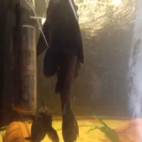 ماهی که فیش بزرگ پلنگی|ماهی|تبریز, |دیوار