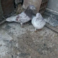 کبوتر پرشی ویاهو طوقی شازده ابرش کاکلی سبزکاکلی