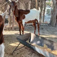 بزو کهره|حیوانات مزرعه|اهرم, |دیوار