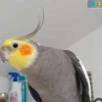 عروسی هلندی گمشده حوالی تلگرد قائمی ۵