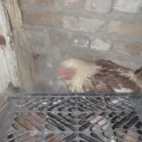 مرغ و جوجه