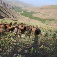 فروش میش آبستن|حیوانات مزرعه|طالقان, |دیوار