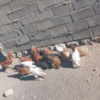 چند عدد مرغ و خروس|حیوانات مزرعه|ویسیان, |دیوار