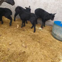 گوسفند رومانوف|حیوانات مزرعه|شهریار, شهرک اداری تندگویان|دیوار