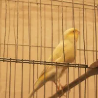 پنج تا قناری بخون هدیه روز پدر