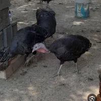 یه جفت بوقلمون نرومادا بالغ