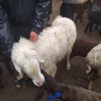 ....|حیوانات مزرعه|فراغی, |دیوار