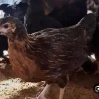 جوجه مرغ جهادی