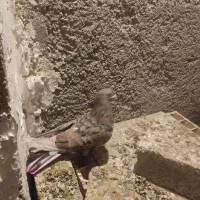 کبوتر سرور آتشی