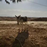 الاغ نر