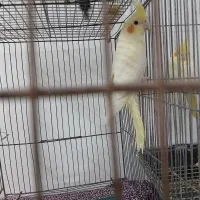 جوجه عروس|پرنده|اسلام‌شهر, مظفریه|دیوار