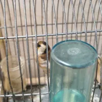 سهره ماده جوجه قفس