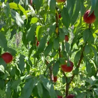 فروش باغ در روستا اقدرق به علت نیاز مالی