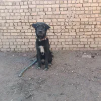 سگ قدرجونی|سگ|خمینی‌شهر, |دیوار