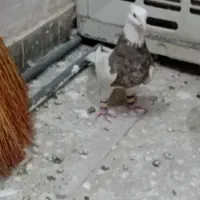 کفتر‌طوقی‌|پرنده|تهران, تختی|دیوار