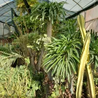 گل کاکتوس نخل ماداگاسکار|گل و گیاه طبیعی|بیستون, |دیوار