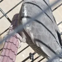 عروی هلندی|پرنده|سپیدان, |دیوار