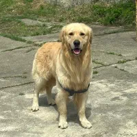 گلدن رتریور|سگ|تهران, قیطریه|دیوار