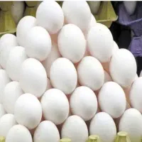 تخم مرغ ماشینی۴۹۰پیک رایگان