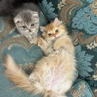 گربه بیریتیش|گربه|قرچک, مهدیه|دیوار