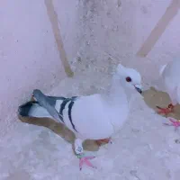 شامی کاکلی|پرنده|مرودشت, ابوذر شمالی‎|دیوار