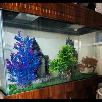 فروش اکسسوری های داخل آکواریوم