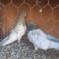 کبوتر|پرنده|ساوه, |دیوار