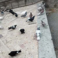 کبوتر