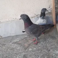 کفتر|پرنده|چابهار, |دیوار