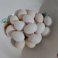 تخم مرغ محلی