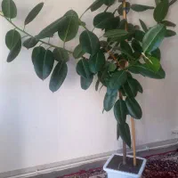 گل بزرگ