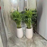 گل نخل اریکا *گلخانه من *